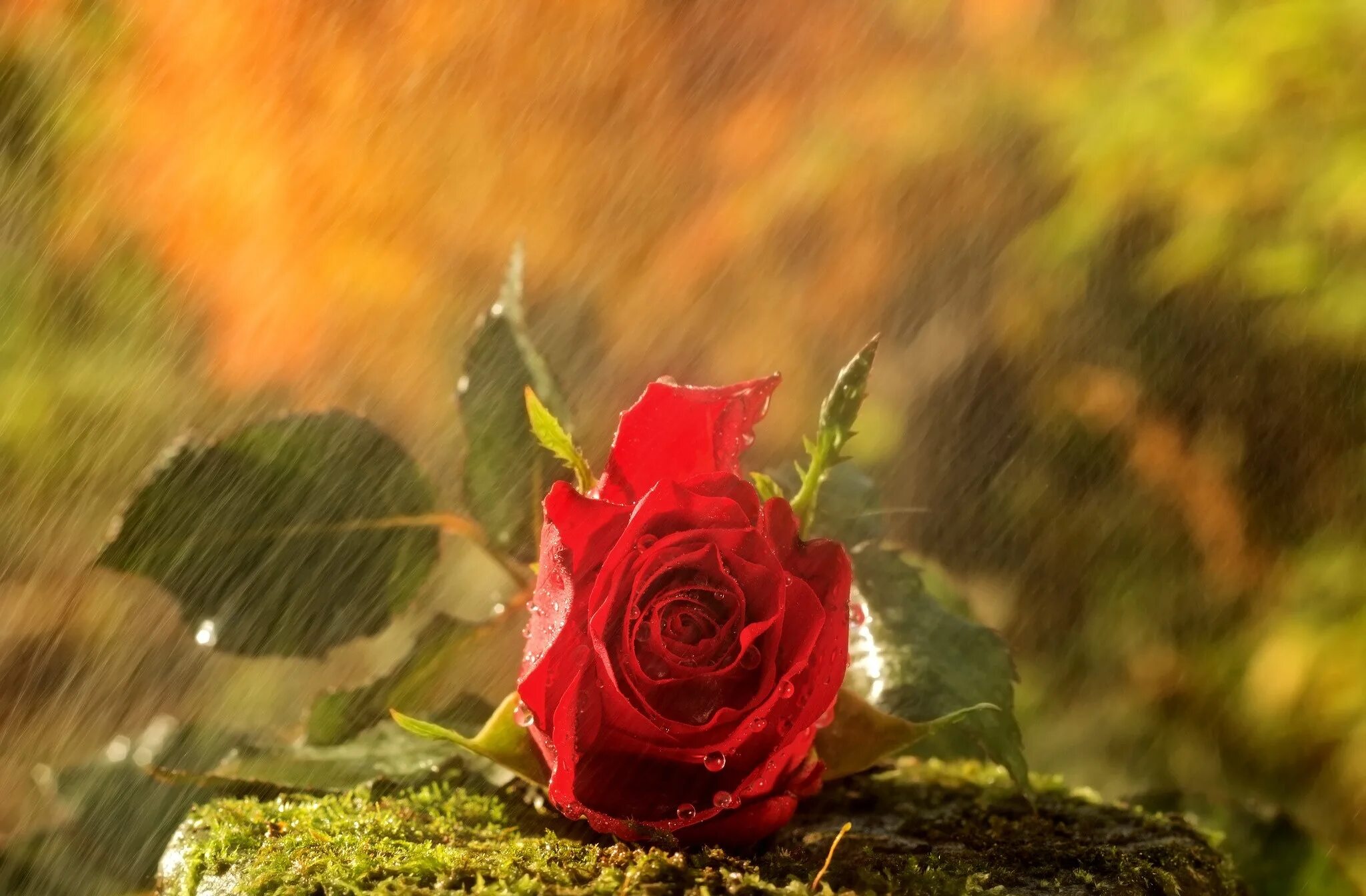 Осенние розы. Цветы под дождем. Розы осенью.
