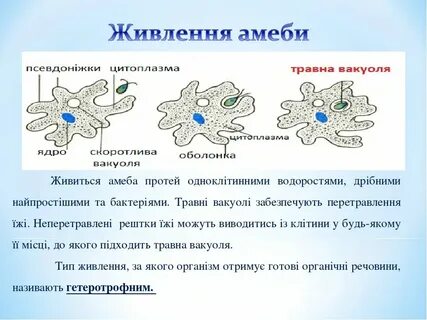 Одноклеточная амеба каждые 3 часа делится