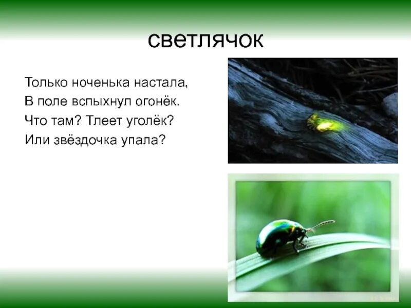 Стихотворение светлячок. Светлячок насекомое. Факты о светлячках. Светлячки 3 класс. Доклад про светлячков.
