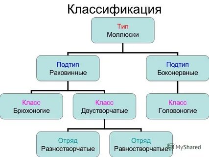 Многообразие и происхождение класс