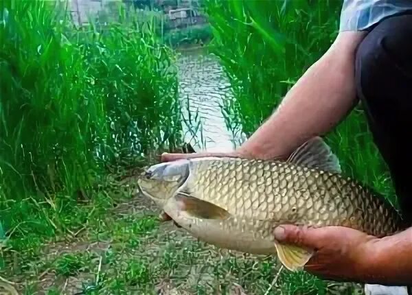 Можно ли разводить белого амура в прудах