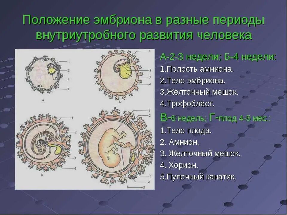 Эмбриональное развитие человека происходит в. Схемы развития эмбриона и плода. стадии развития зародыша человека. внутриутробное развитие схема. эмбриональное развитие человека.