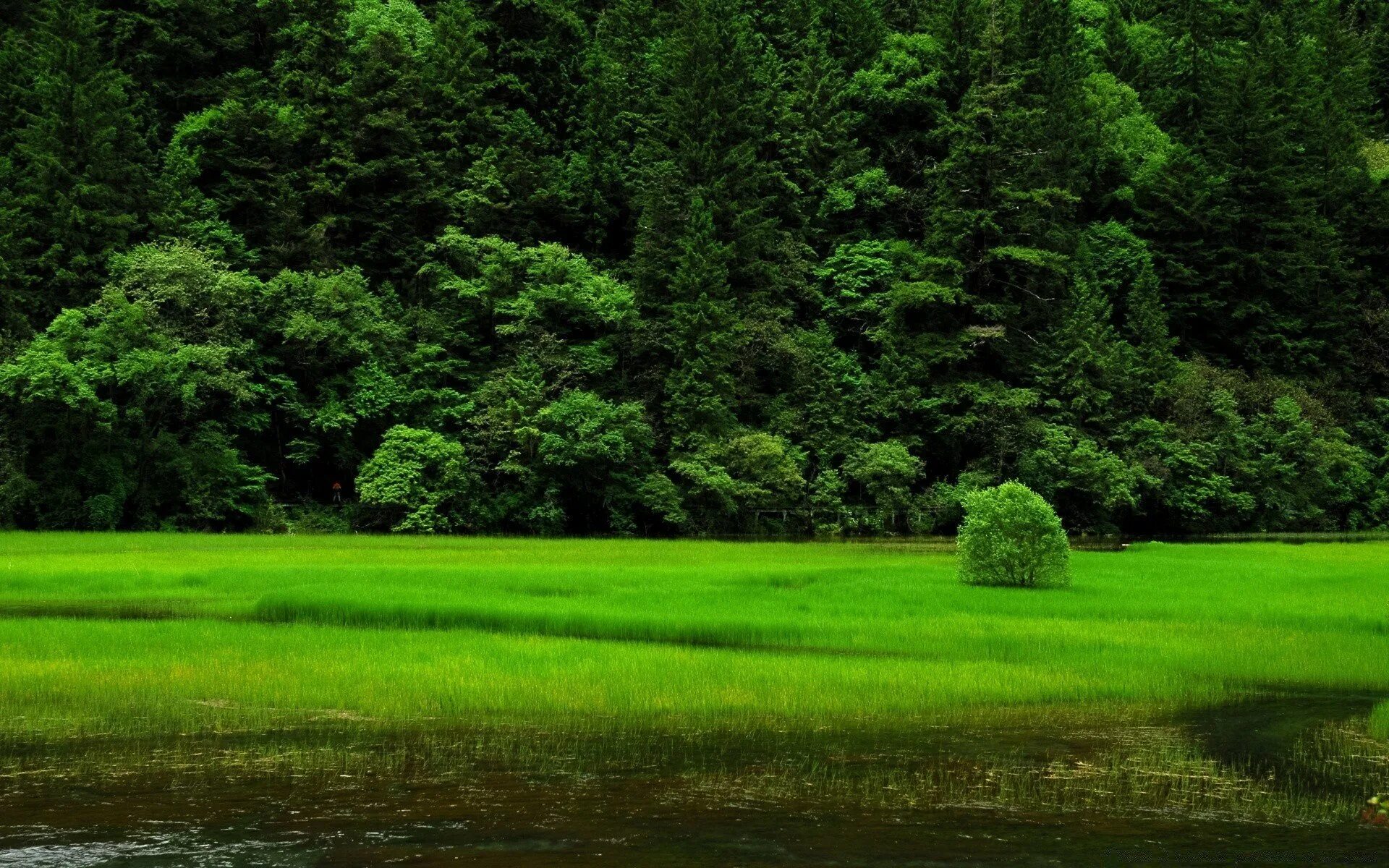 Greenery