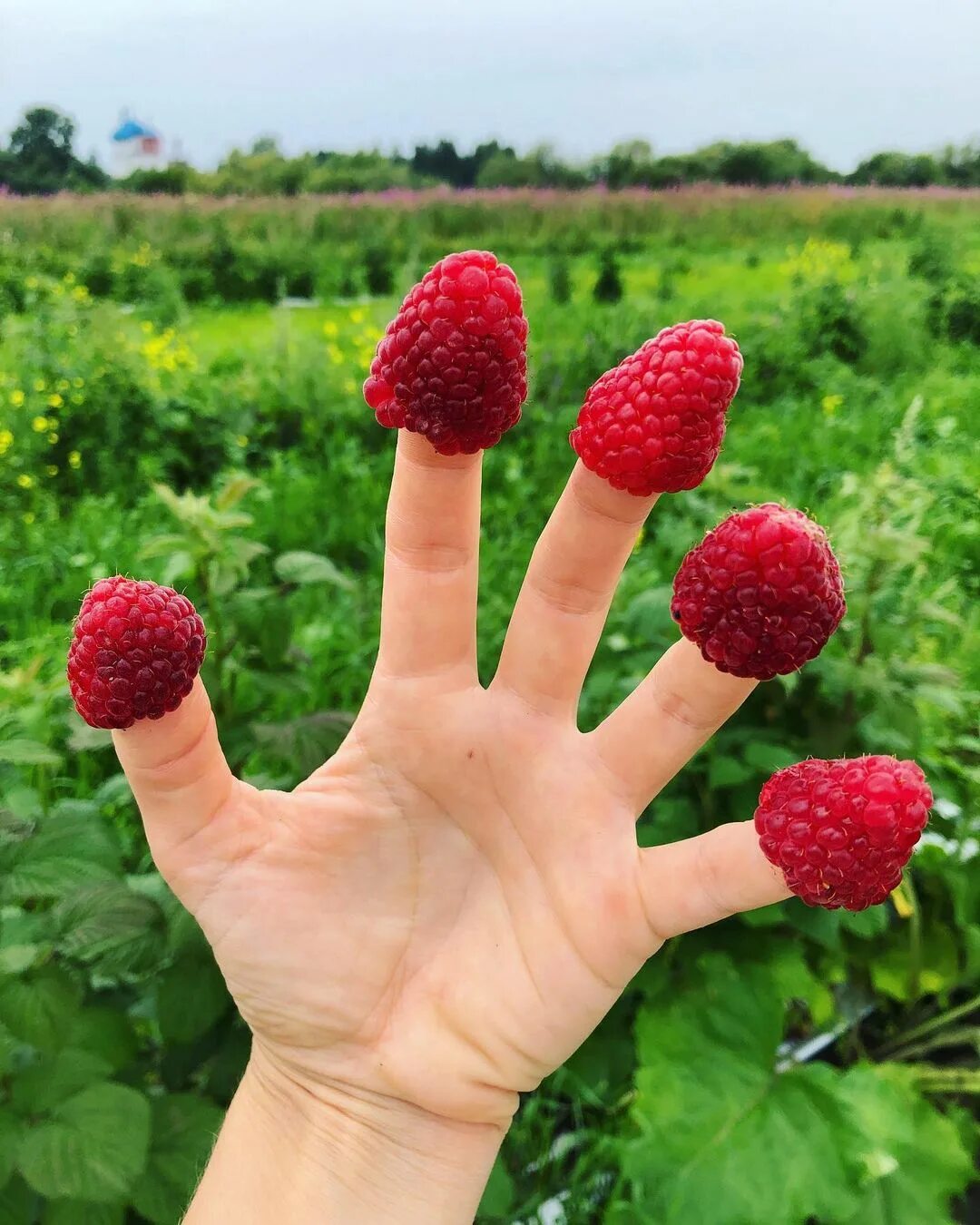 Малина ремонтантная плантация. Промышленные плантации малины. Малина куст. Как выращивать ягоды. Малина сорт карамелька.