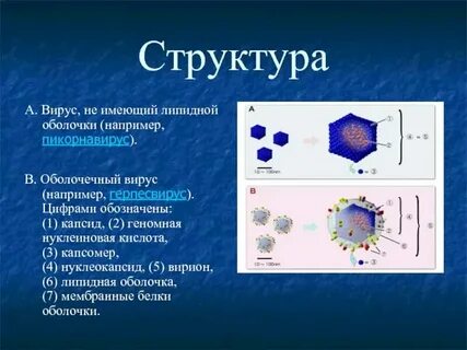 Вирус состоит из кислоты и оболочки