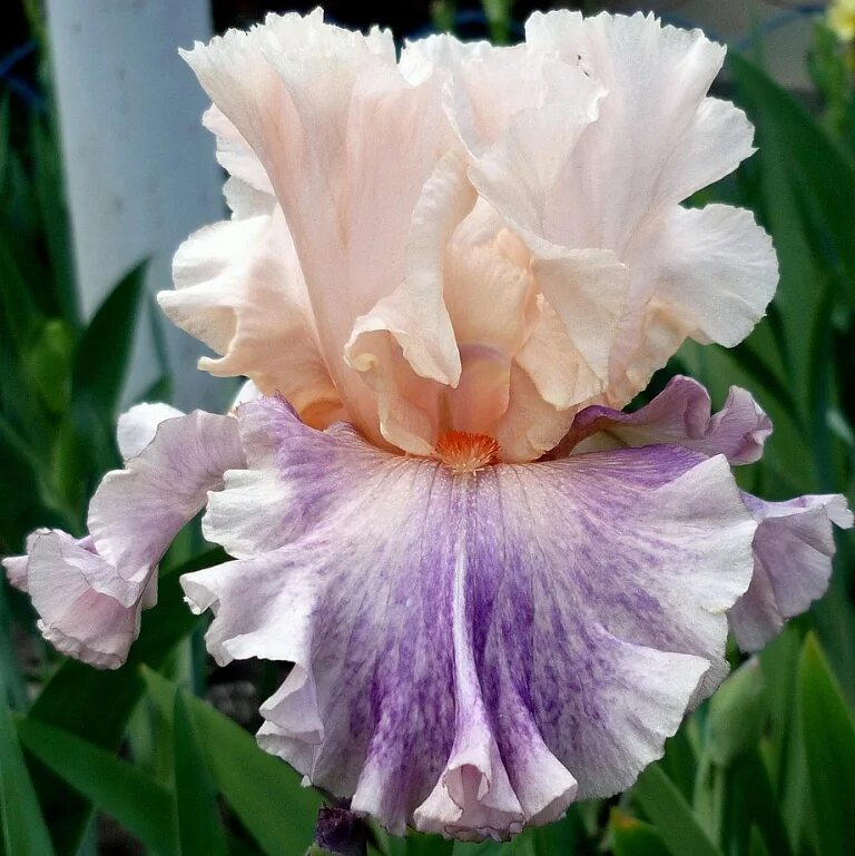 Ирис silver streak. Ирис голубой касатик. Ирис доминик си. Ирис бородатый касатик бледный. Ирис инфа.