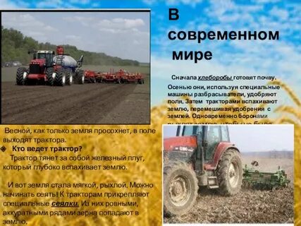 Сочинение в гостях у хлебороба