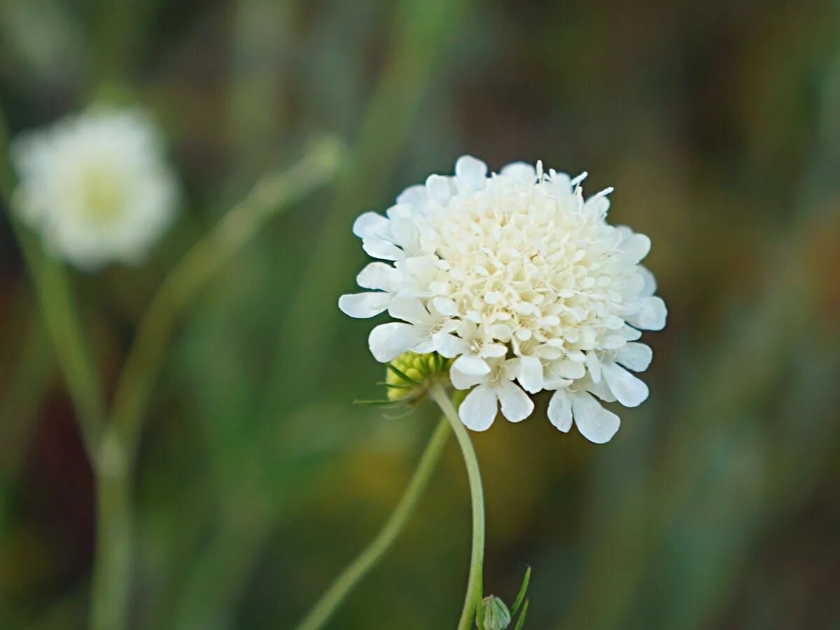 Короставник фото. Короставник полевой (Knautia arvensis). Скабиоза (короставник полевой). Короставник полевой белый. Короставник белый.