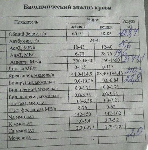 Норма биохимического анализа амилаза. Амилаза анализ. Норма биохимического анализа амилаза. Норма биохимического анализа амилаза. Норма биохимического анализа амилаза.