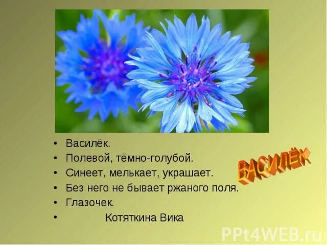 Василек стих. Красивые стихи о Васильках. Василек высказывания.. Стихи про васильки. Стихи о Васильках короткие.