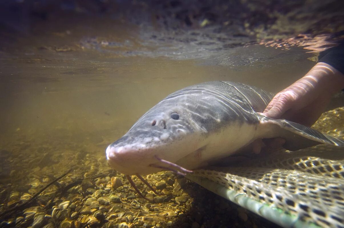 Рыбы озера Мичиган. Обитатели Мичигана. Озеро Мичиган рыбы обитающие. Lake Sturgeon. Рыбы в озере мичиган