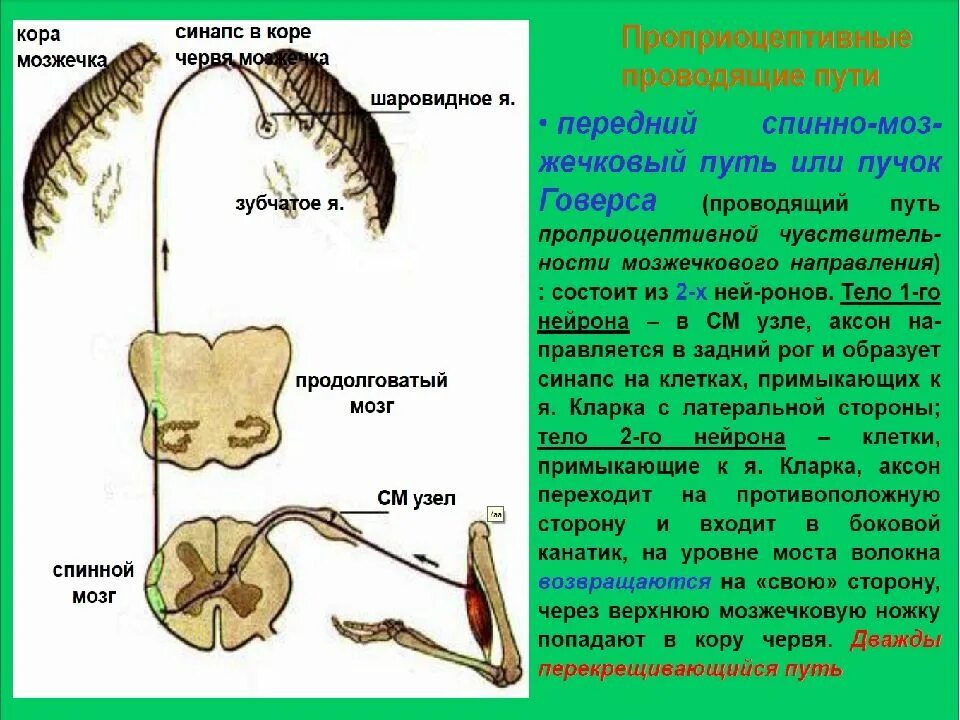 Спинно мозжечковый. Передний спинно-мозжечковый путь Говерса схема. Передний спинно-мозжечковый путь Говерса функции. Передний мозжечковый путь схема неврология. Схема заднего спинно мозжечкового проводящего пути.