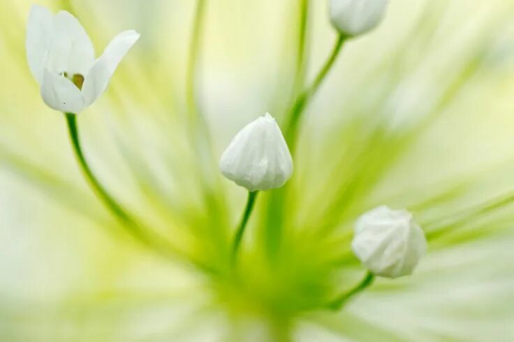 Зеленые лепестки фото Ingyenes kép a Pixabay-en Kivirul, Virág, Fehér Zöld Blumen, Grün
