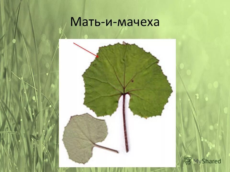 Рассмотрите изображение листа травянистого растения. Мать и мачеха форма листовой пластинки. мать и мачеха листья черешковые. жилкование листа мать и мачехи.