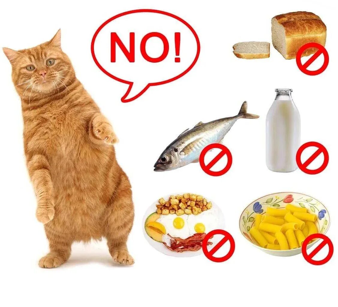 Что можно давать котам
