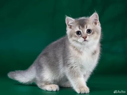 Серебристо золотая шиншилла