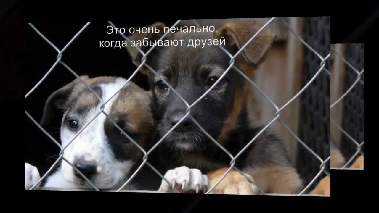 Одеяла для приюта для животных. Животные в приюте. бездомные животные. приют для собак. питомник для бездомных животных.