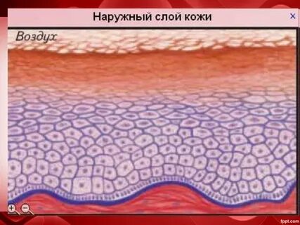 Наружный слой