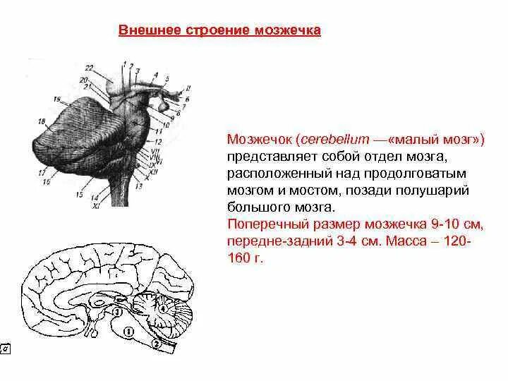 Мозжечок мозг функции. Мозжечок малый мозг строение. Внешнее строение мозжечка.