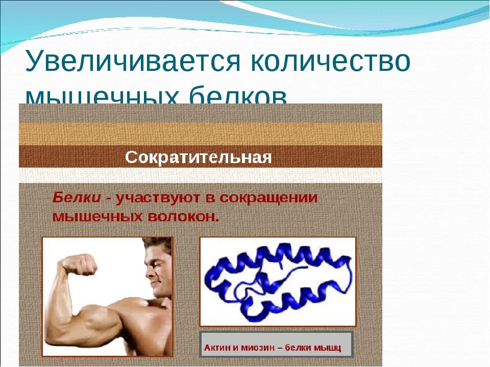 Белков которые обеспечивают сократительную функцию мышечных тканей. Белков которые обеспечивают сократительную функцию мышечных тканей