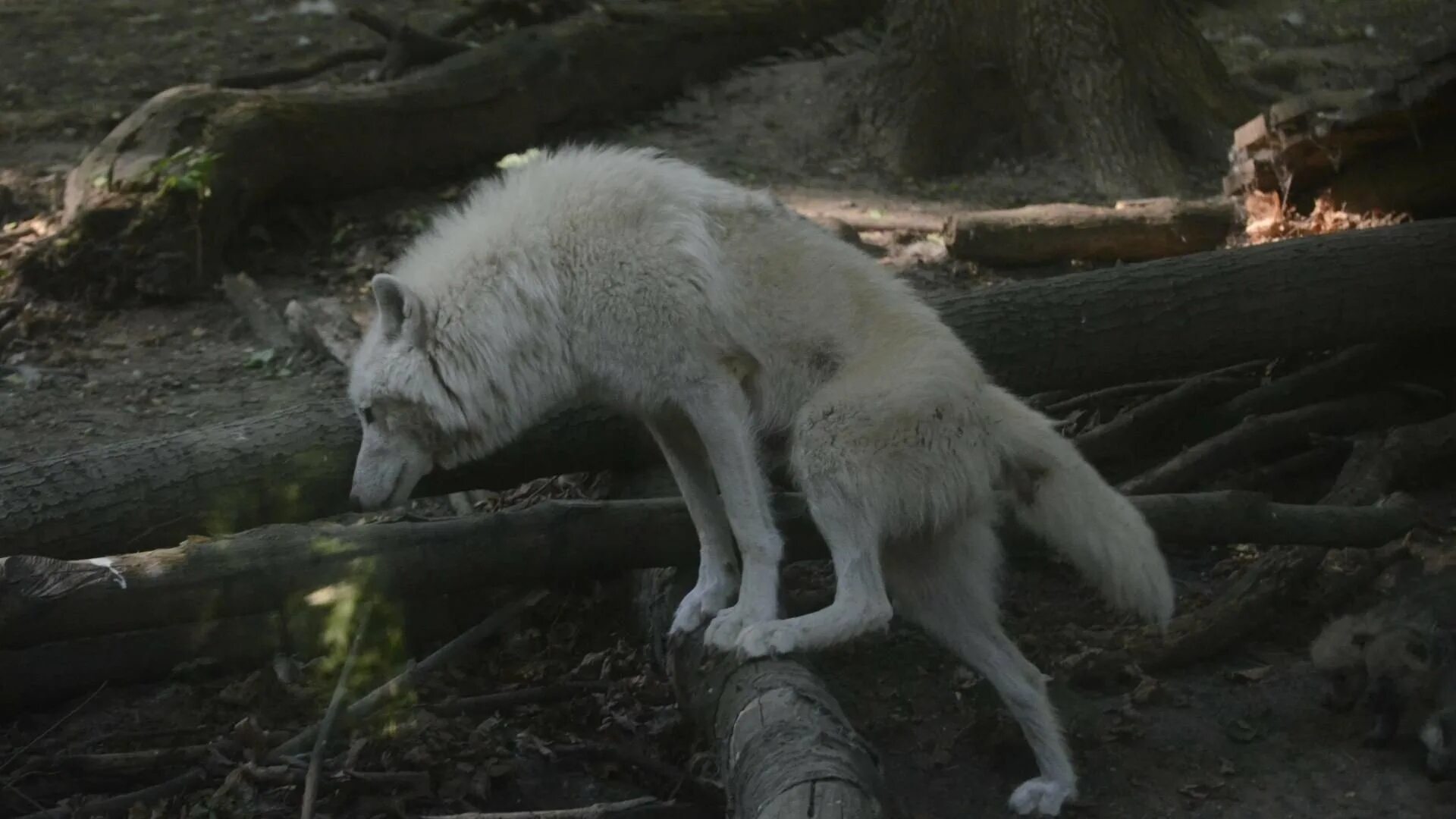 Белый волк. Белая волчица.