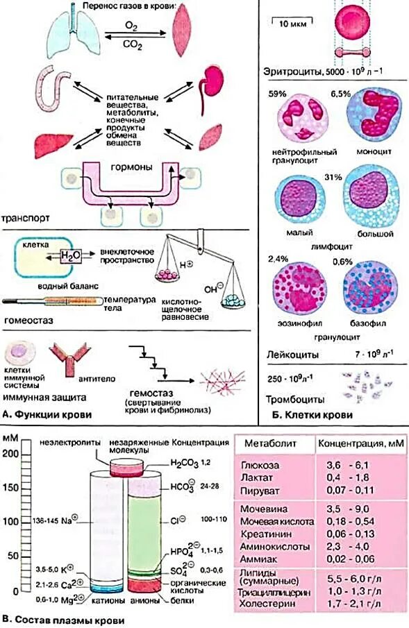 Как поддерживается ph крови. Внутриклеточный дефицит в12. Основные физико-химические показатели крови. Ph внутр среды эритроцитов. Эритроциты строение и функции норма в крови.