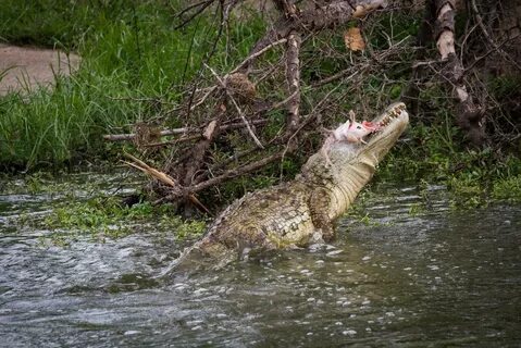 Какие особенности крокодила позволяют ему охотиться