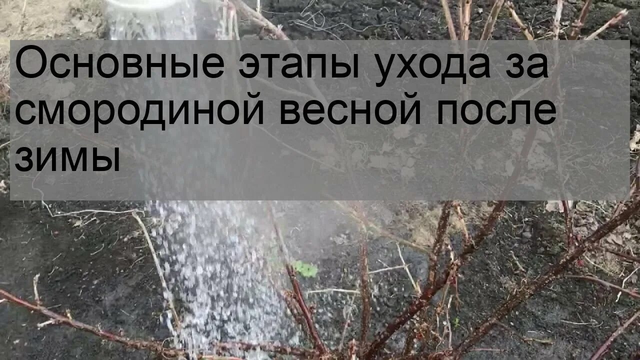 Чем обработать смородину весной после снега. Как ухаживать за смородиной весной после зимы. смородина весной что делать после зимы в первую очередь. уход за смородиной весной после зимы для начинающих пошагово.