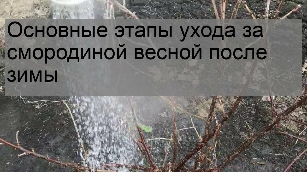 Смородина подкормка весной после зимы. Как за смородиной после зимы ухаживать. Уход за смородиной весной после зимы для начинающих. Календарь ухода за смородиной. Смородина весной что делать после зимы в первую очередь.