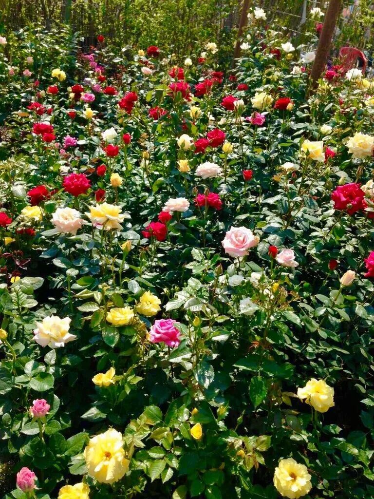 Www sadovod net интернет магазин каталог. садовый мир логотип. садовый центр на ул комдива орлова. для вас интернет магазин посадочных растений. садовый мир москва.