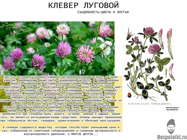 Клевер характеристика растения фото - DelaDom.ru