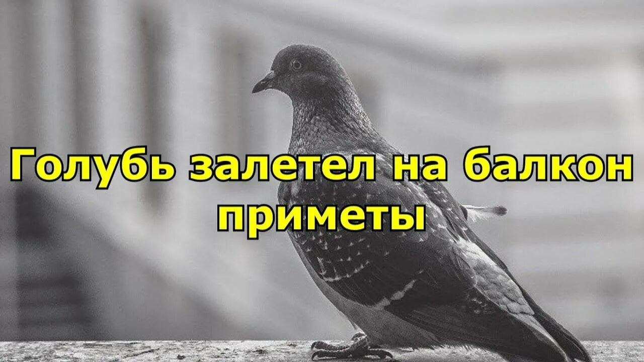 Примета залетел голубь. Голубь залетел на балкон. Голубь залетел на балкон к чему это примета. Ястреб прилетел на балкон примета.