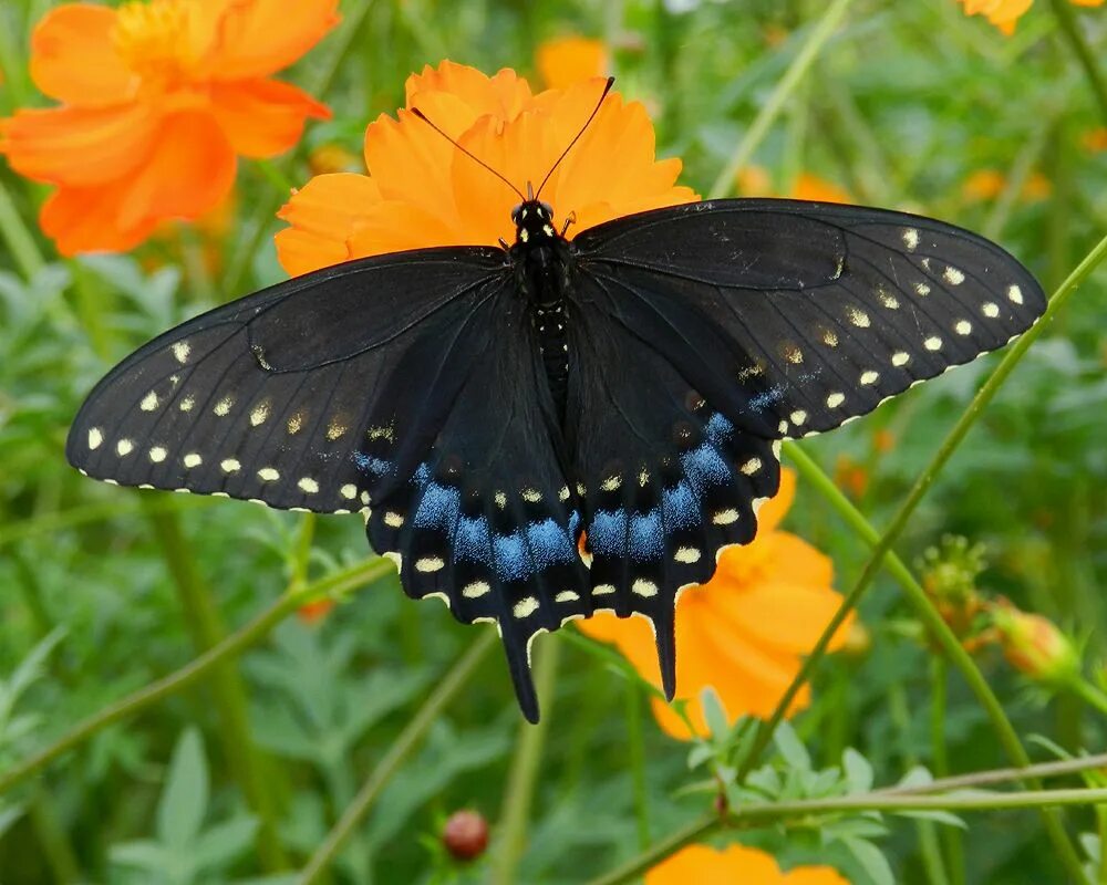 Papilio Polyxenes. Black Swallowtail бабочка. Black Swallowtail (Поликсена). Черный Махаон (Black Swallowtail) гусеница. Бабочка черный рынок