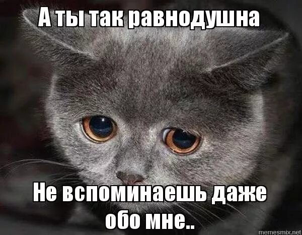 Вспомнил обо мне. Грустные котики с надписями. Коты наказаны в углу. Человек забыл. Мем оборзел.