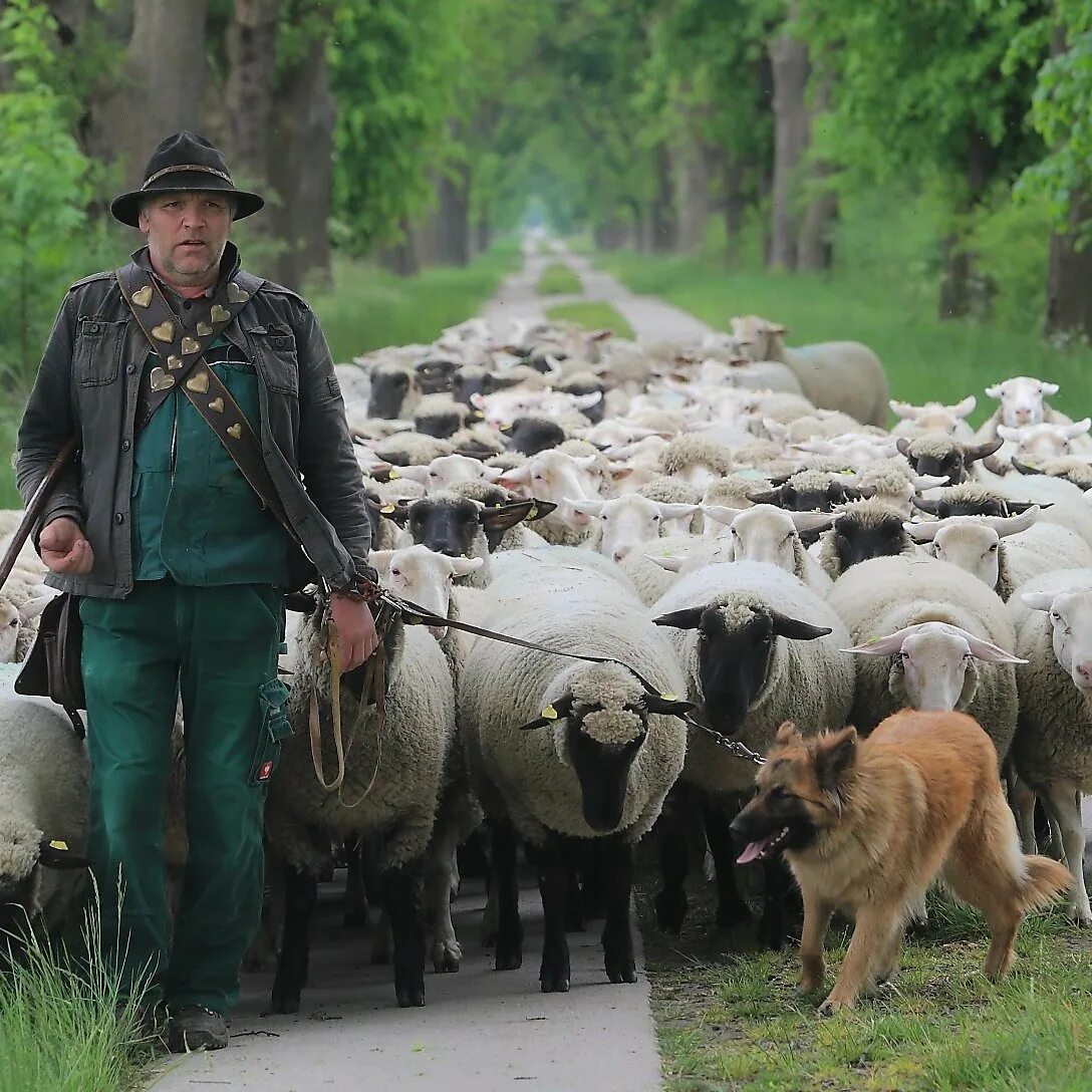 Чобан пастух. Пастух чабан. Пасет человека. Пастух с овцами. Чабан пастух овец.
