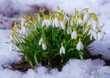 19 апреля цветы