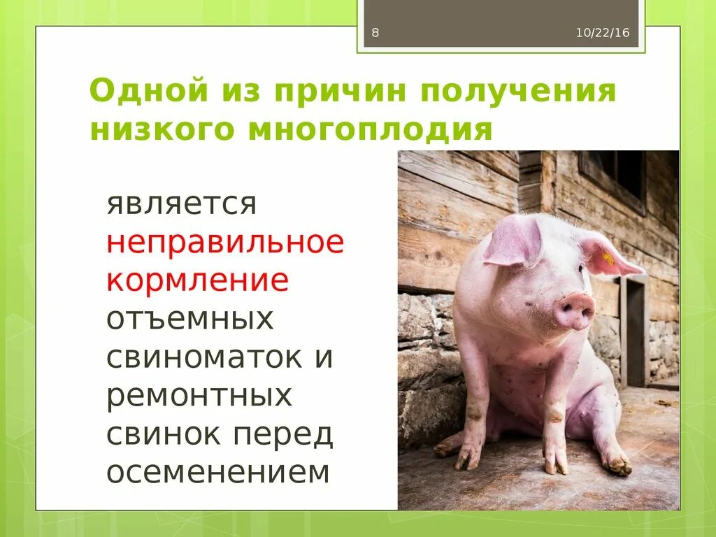 Проблемы свиноводства. Факторы свиноводства. Причины низкого многоплодия у свиней. Отрасль свиноводства. Проблемы свиноводства.