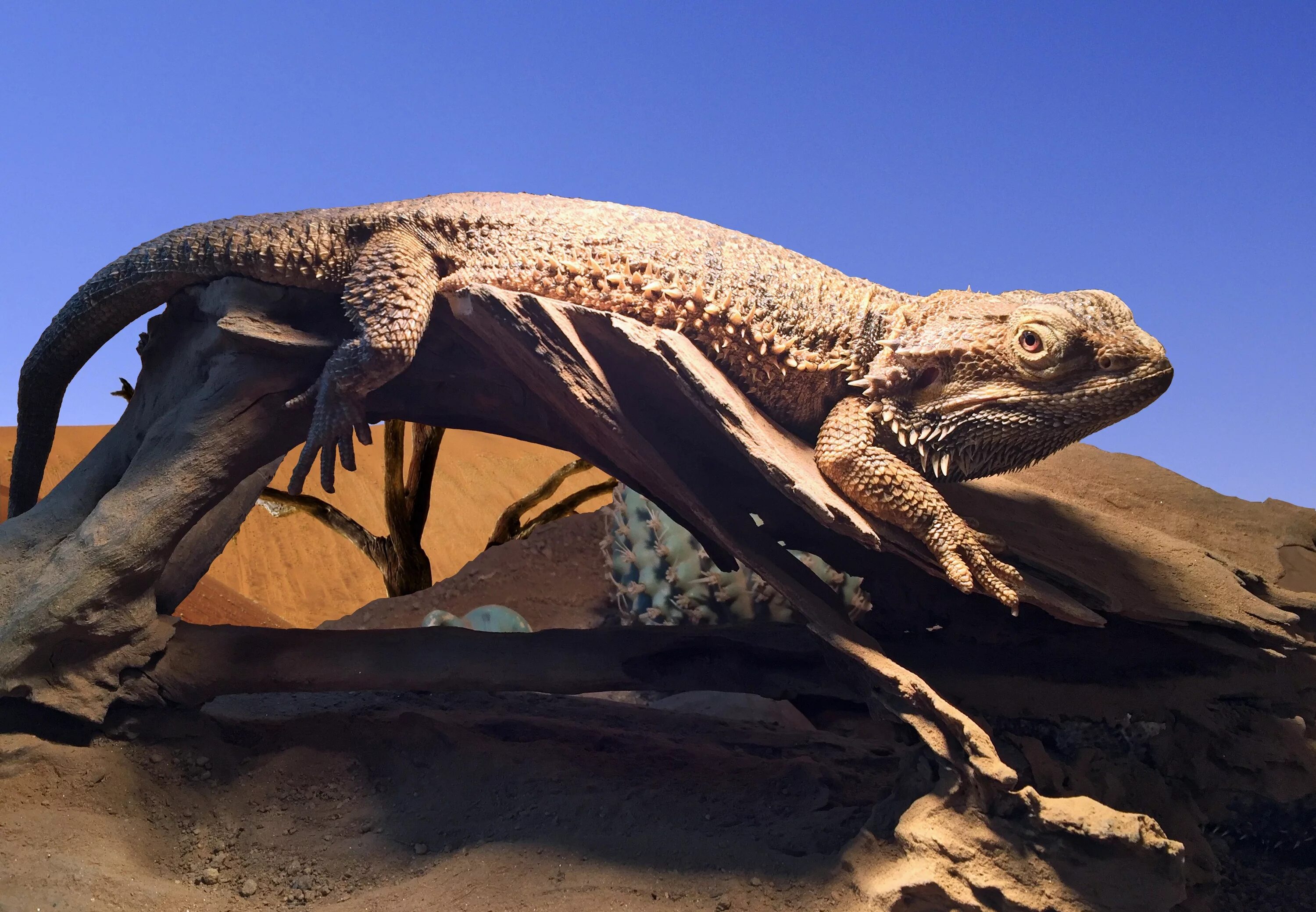 Австралийская агама ящерица. Бородатая агама. Pogona vitticeps бородатая агама. Бородатая агама дракон.