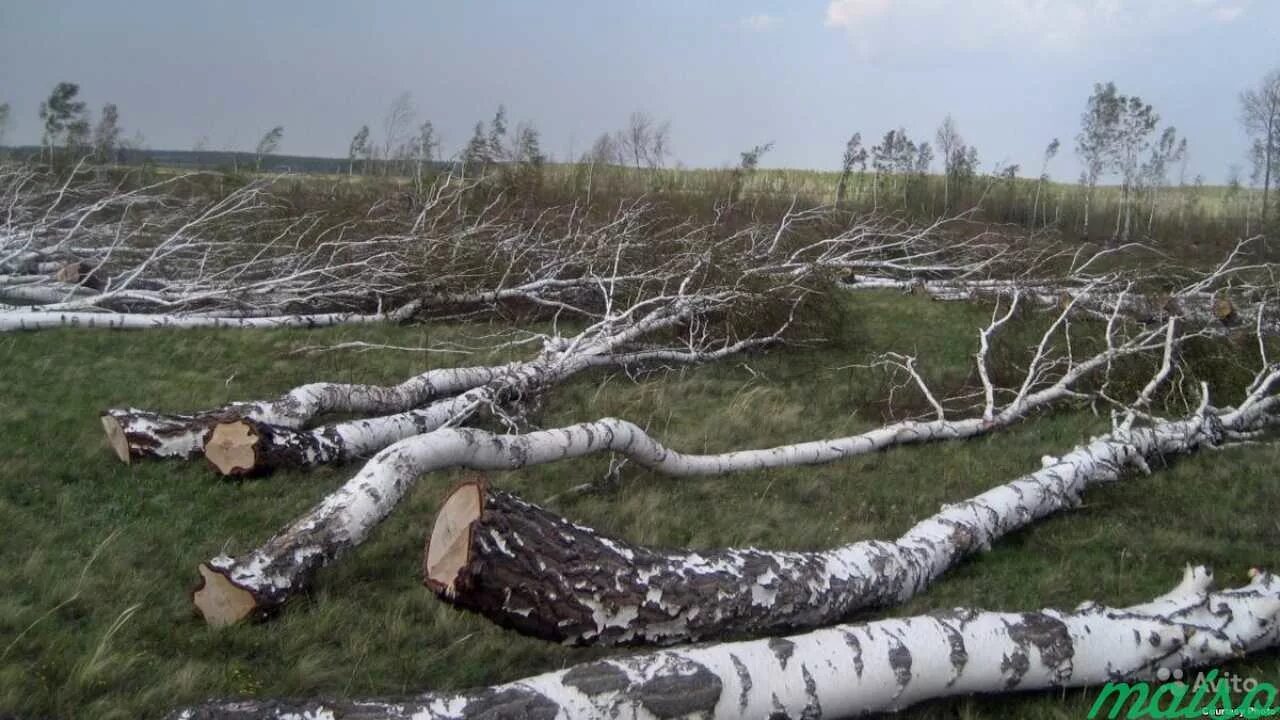 Вырубка утилизация