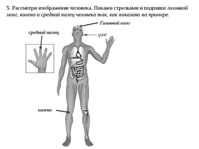 Схема строения человека 4 класс впр. Рассмотри изображение человека покажи стрелками. Рассмотрим изображение человека покажи. Изображение тела человека ВПР. Строение человека 4 класс окружающий мир ВПР.