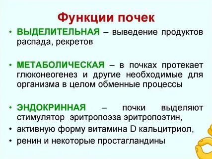 Почки способствуют