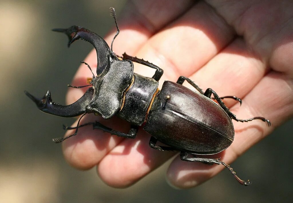 Жук с рогами на голове как называется. Жук-олень (lucanus cervus). майский жук рогач. жук олень жук носорог , жук-. жук носорог навозник.