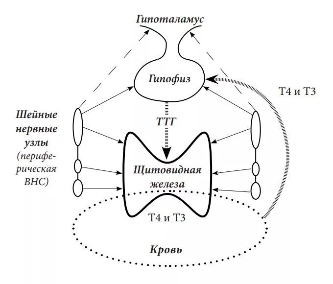 Схема выработки гормонов щитовидной железы. Регуляция гормонов щитовидной железы схема. Схема регуляции секреции гормонов щитовидной железы. Механизм действия ТТГ схема. Секретирует тиреотропный гормон