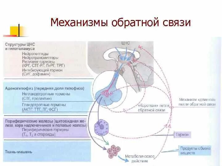 Синтез пролактина схема. Дофамин и пролактин связь. Взаимосвязь пролактина и дофамина. Механизм обратной связи.