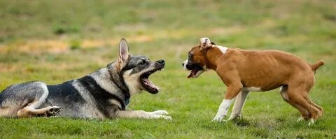 Des chiens