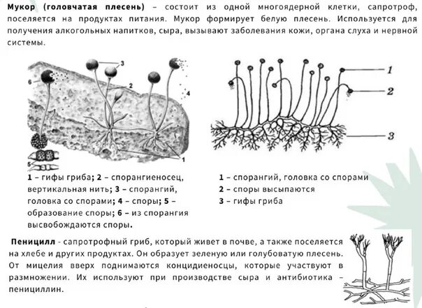 Мукор особенности. Строение мицелия мукора. Строение плесневого гриба мукора. Плесневый гриб мукор. Размножение гриба мукора.