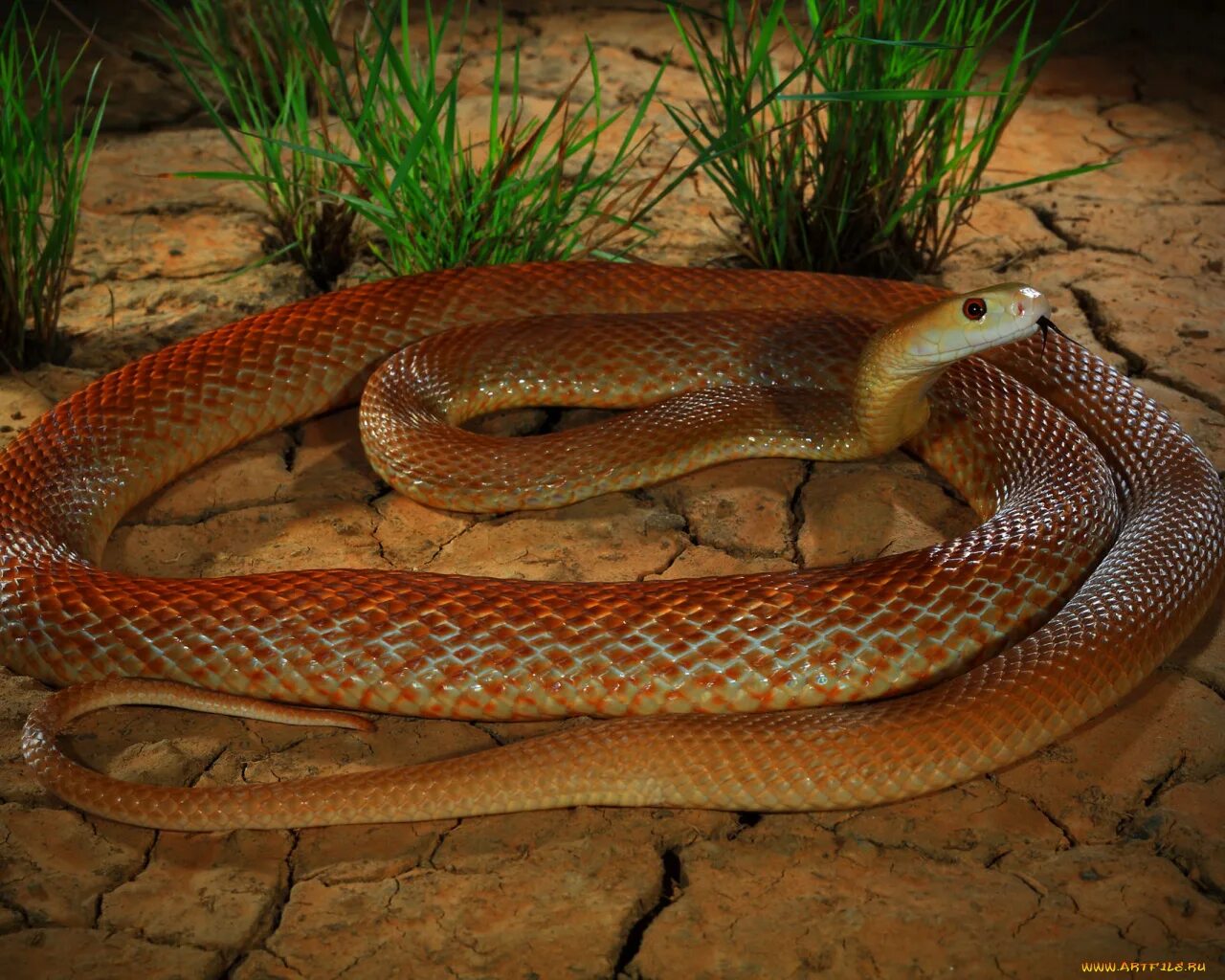 Acanthophis hawkei. Арлекиновый коралловый аспид. Прибрежный тайпан. Желтоголовый крайт. Австралийский тайпан.