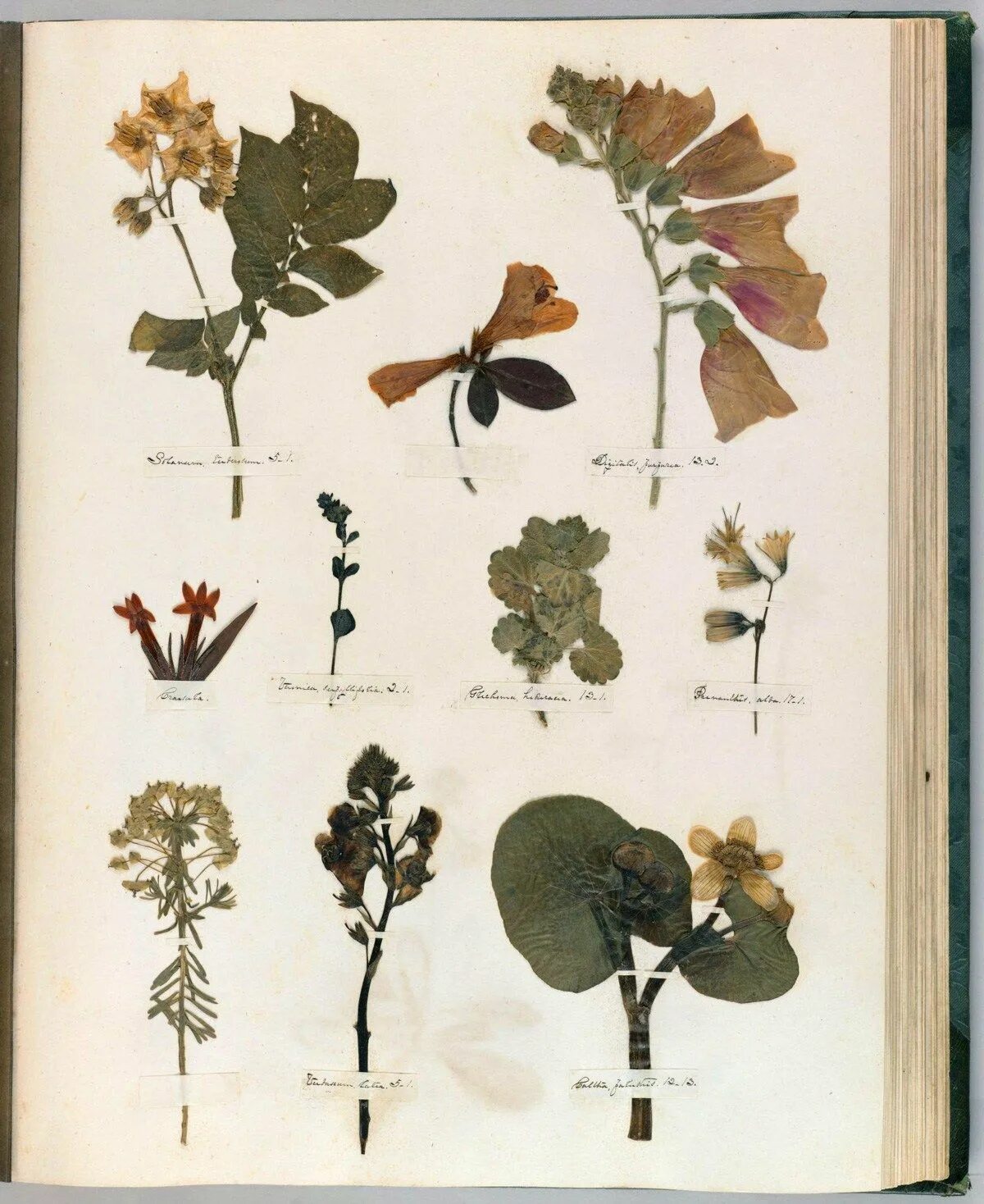 Emily Dickinson Herbarium. Гербарий. Ботаника гербарий. Тематический гербарий.