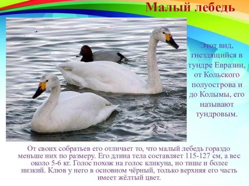Сколько весит лебедь. Тундровый лебедь красная книга. Лебедь малый. Энциклопедия про лебедей. Краткое сообщение о лебедях.