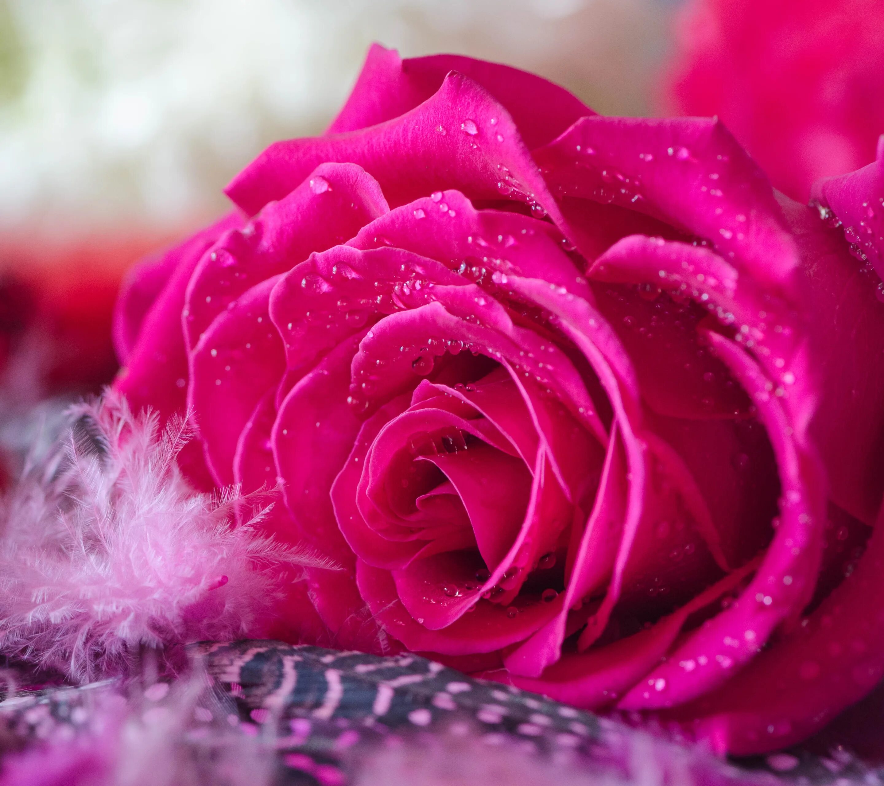 Roses forums